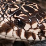 There is an average of 32 rows of keeled scales on the pine snake. 