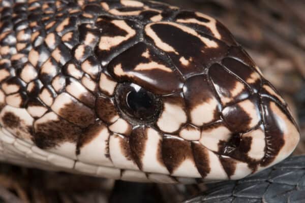 There is an average of 32 rows of keeled scales on the pine snake. 