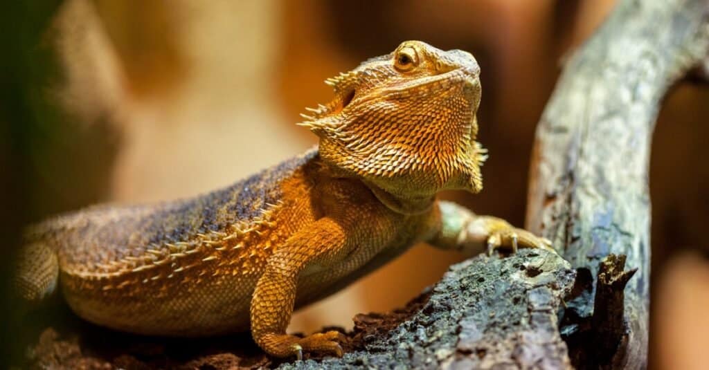 lizards with spikes bearded dragon