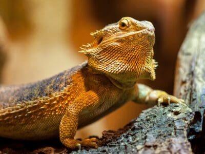 A Bearded Dragon Quiz – How Much Do You Know?