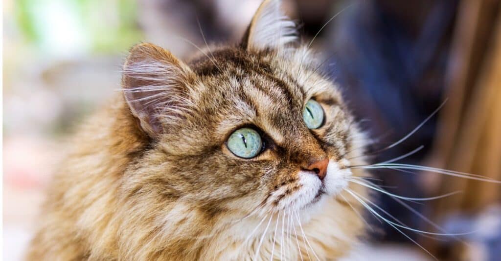 blue smoke siberian cat