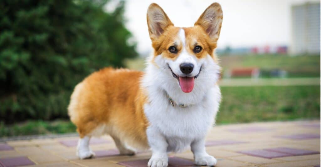The Pembroke Welsh corgi are known for their short, stubby legs