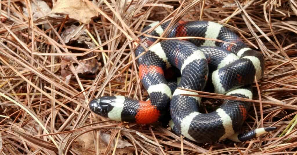 pueblan milk snake in pine straw