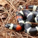 The Peublan milk snake is often mistaken for the coral snake. 