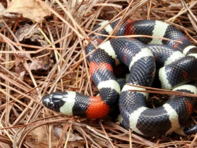 Milk Snake Picture