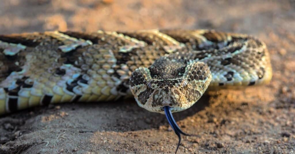 puff adder with tongue out