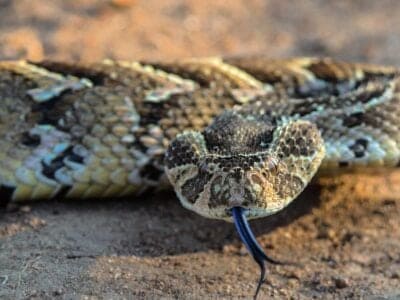 A Bitis arietans