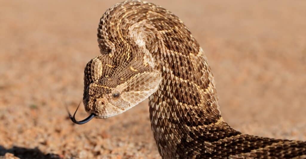 puff adder in aggressive pose