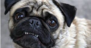 Pug Teeth: Everything You Need to Know Picture