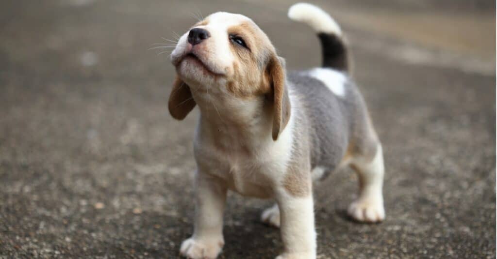 why do beagles have long ears