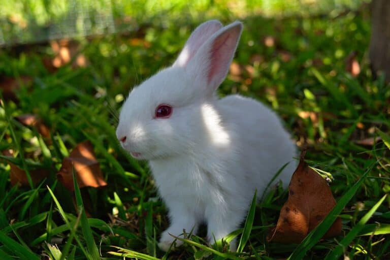 A Florida White Rabbit in the Grass