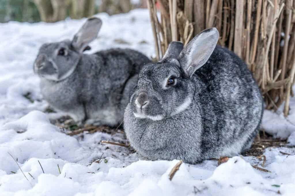 Two Chinchilla Rabbits