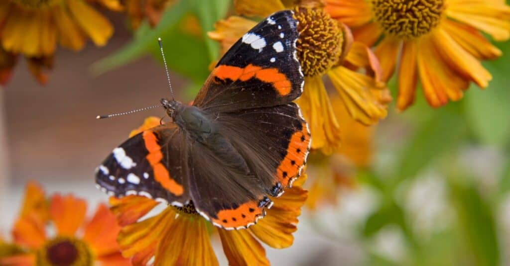 red admiral butterfly on flowers