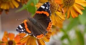 Discover 12 Beautiful Butterflies That Live in Michigan Picture