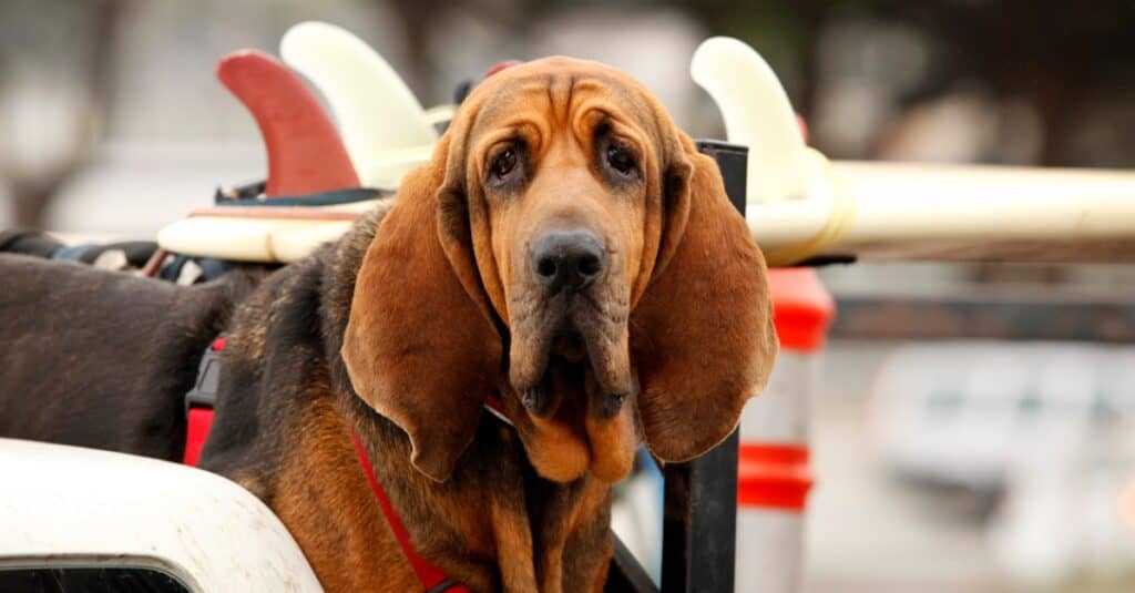 bloodhound dog