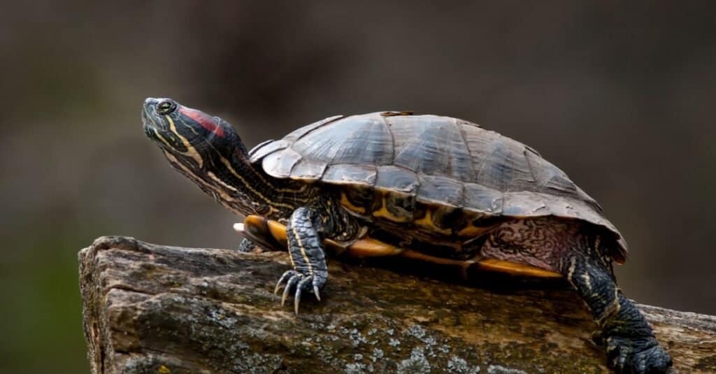 red-eared slider turtle on log