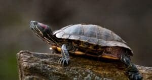 How Big Do Red-Eared Sliders Get? Picture