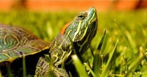 Red-Eared Slider Lifespan: How Long Do Red-Eared Sliders Live? Picture