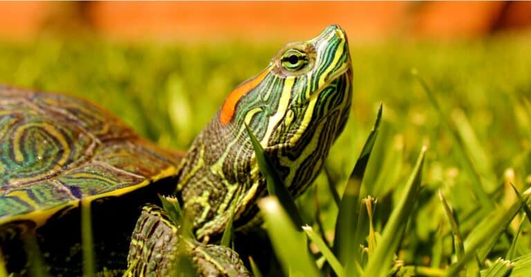 red-eared slider turtle in grass