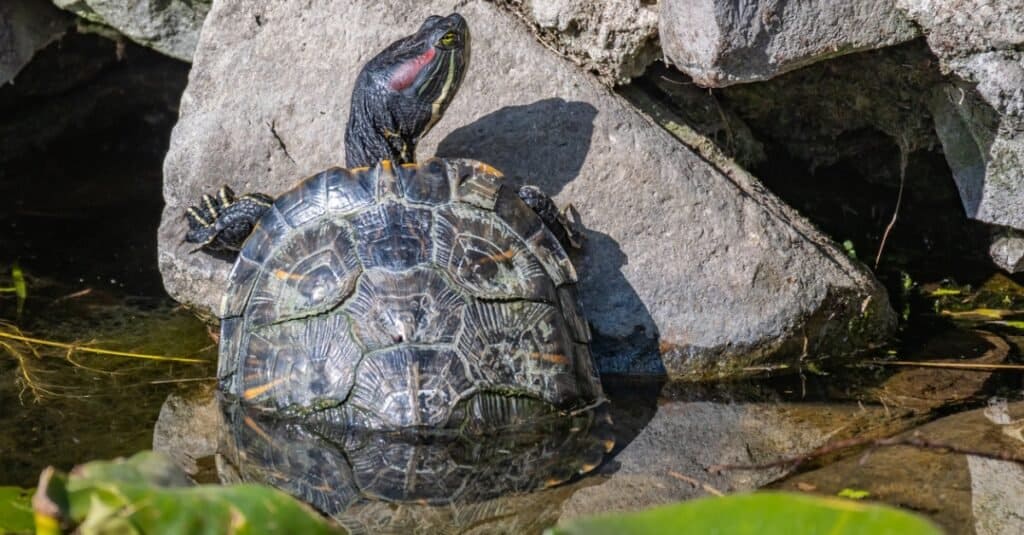 red-eared slider turtle climbing out of water