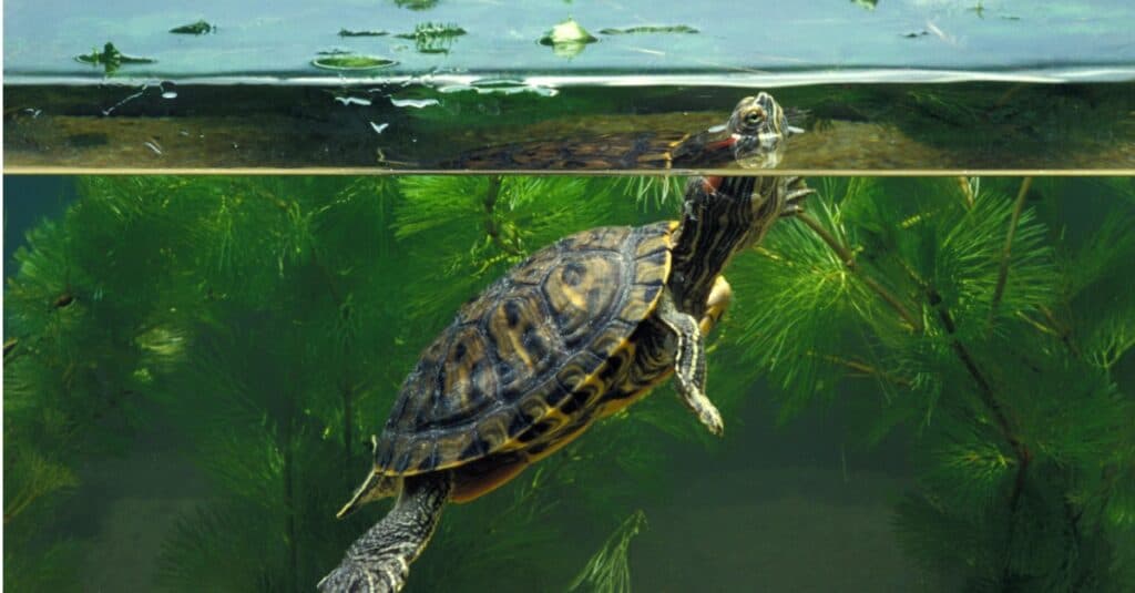 Red-Eared Slider - Red-Eared Slider in Aquarium