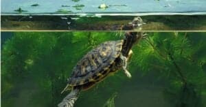 Red-Eared Slider Tanks: A Guide to Enclosures Picture