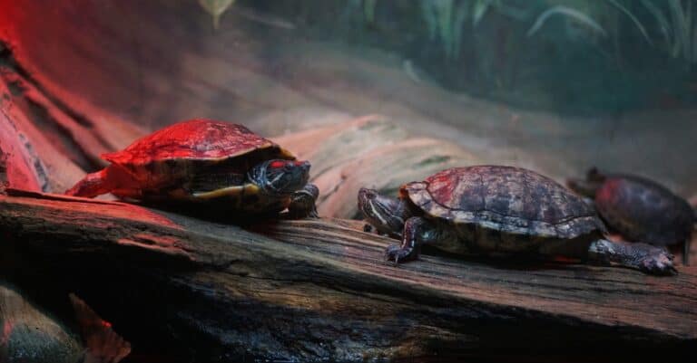 Red-Eared Slider Price: Turtles Under Heat Lamp