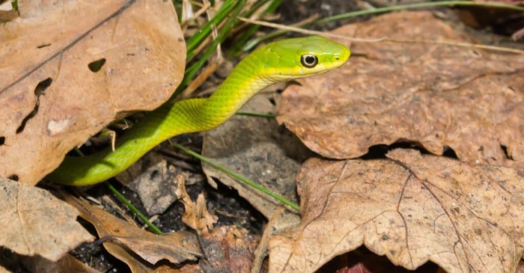 rough green snake in leaves
