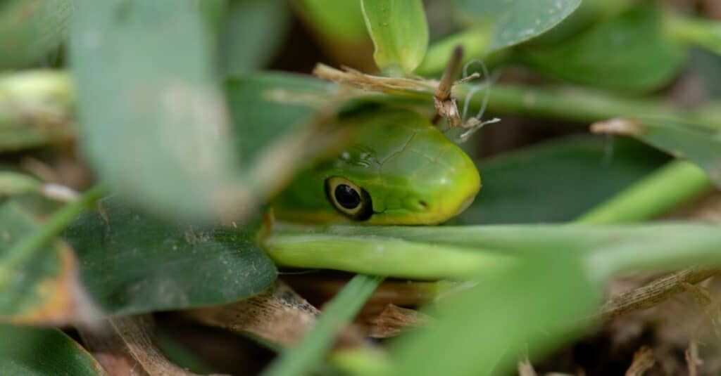 rough green snake hiding in plants