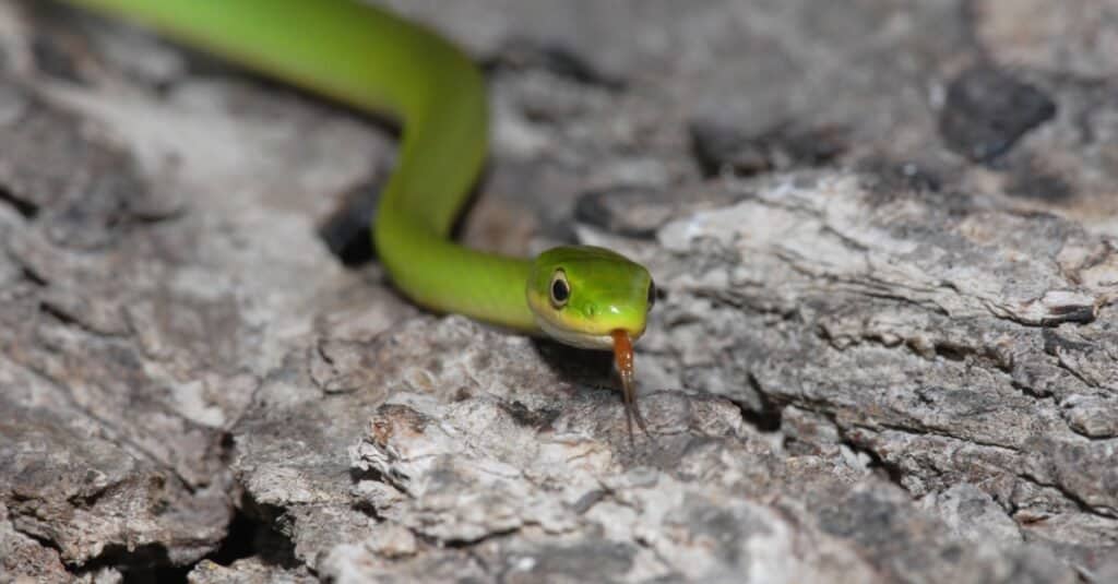 rough green snake on rocks