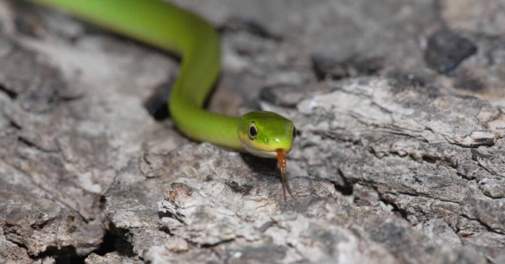 smooth green snake vs rough green snake