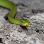 Rough green snake