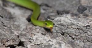 Rough Green Snake photo