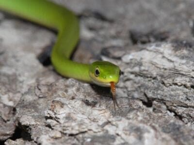 A Rough Green Snake