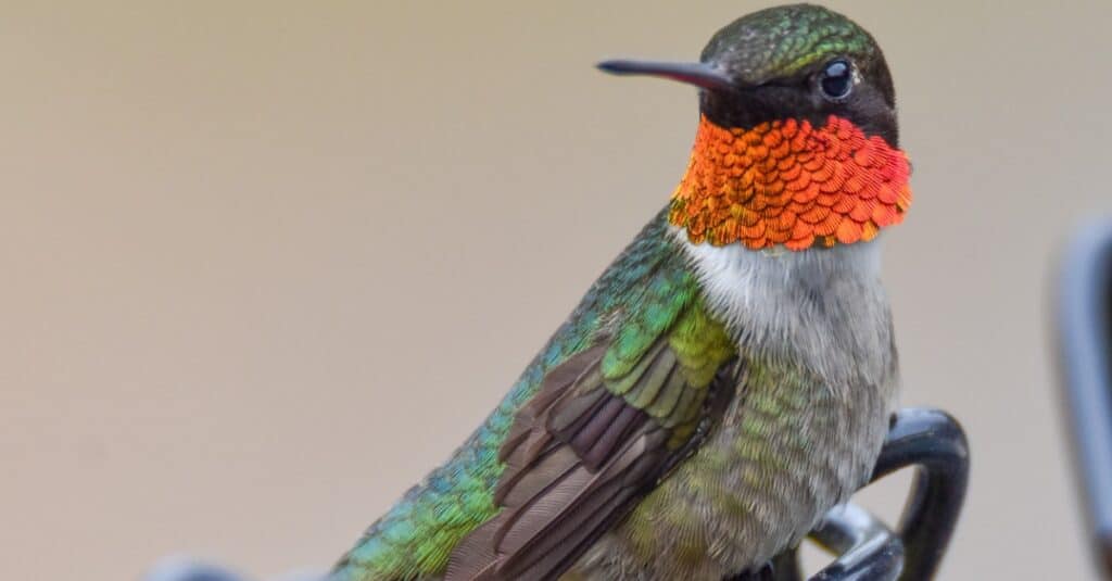 close up of a ruby-throated hummingbird