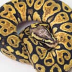 The scaleless ball phyton is one of the most popular pet snakes in the world.