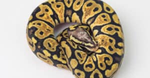 What Do Ball Pythons Eat? A Guide to Their Diet Picture