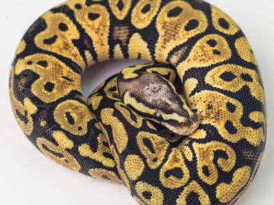 A What Do Ball Pythons Eat? A Guide to Their Diet
