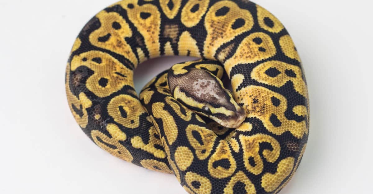 What Do Ball Pythons Eat? A Guide to Their Diet - AZ Animals
