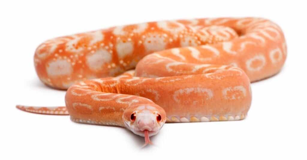 isolated scaleless corn snake