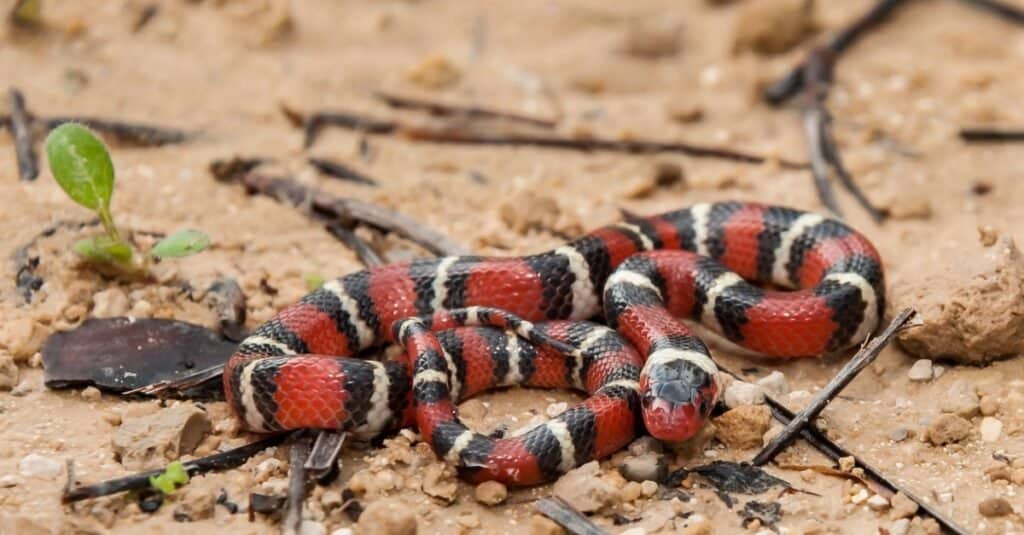 red snakes