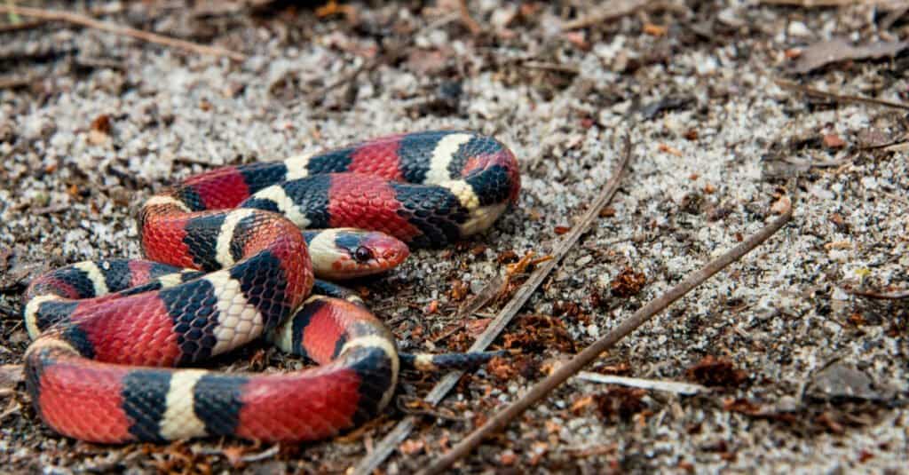 scarlet kingsnake slithering on ground