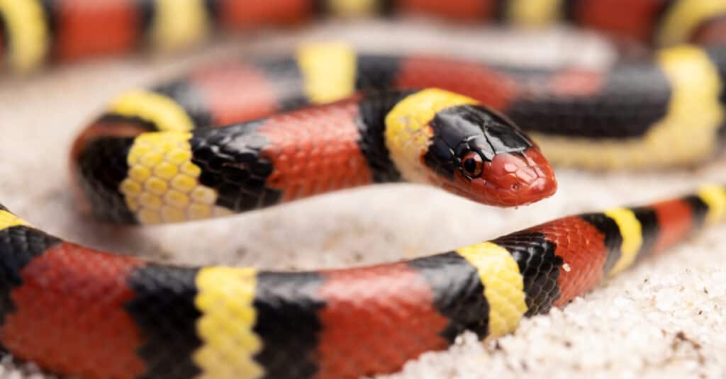 close up of scarlet kingsnake