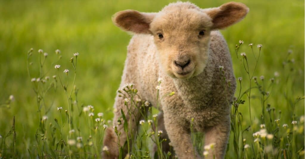 baby sheep lamb