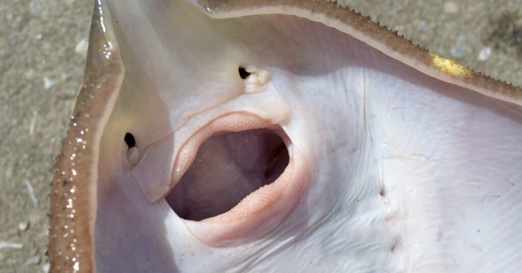 Stingray Teeth - Stingray with Open Mouth Showing Teeth