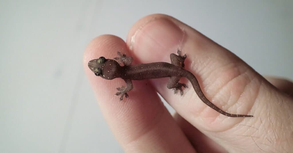 baby common house gecko