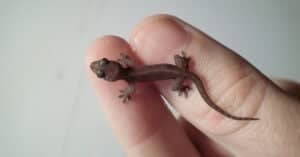 Discover 5 Geckos in Texas Picture