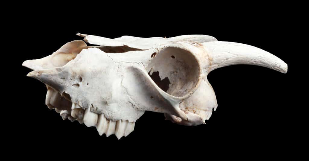 Do Goats Have Upper Teeth - Goat Skull