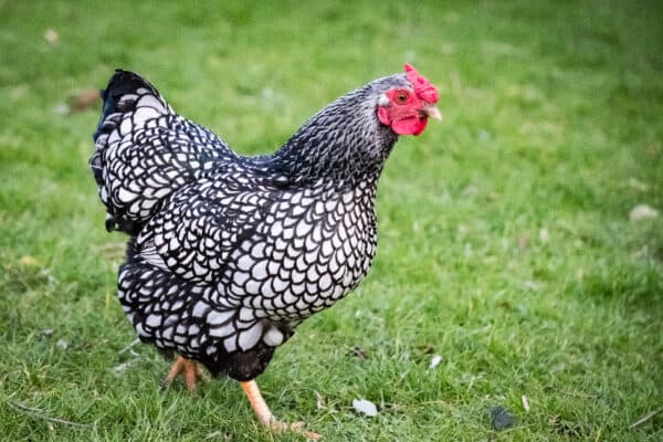 Wyandotte chickens are known for their highly contrasting feathers that look like lace.