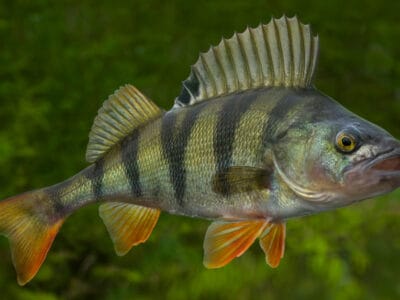 Perch Fish Picture